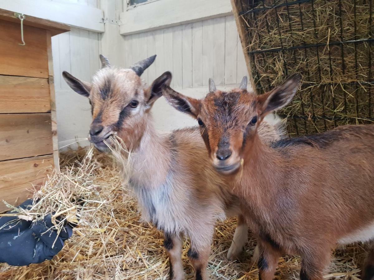 Grosse, Helle Ferienwohnung Mit 2 Balkonen Auf Dem Bauernhof In Der Lueneburger Heide Oetzen Exteriör bild